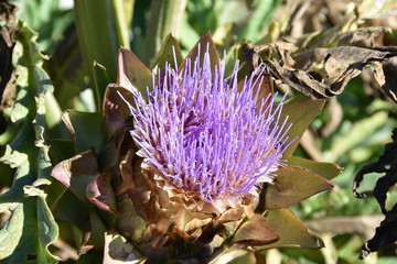 A picture of the blooming artichoke