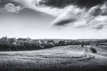 campo di grano con colline sullo sfondo e cielo tempestoso