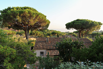 Fototapeta na wymiar Provence Cote d´azur: Typische mit Ziegeln gedeckte Landhäuser mit Meerblick an einem Hang mit Schirm Pinien 