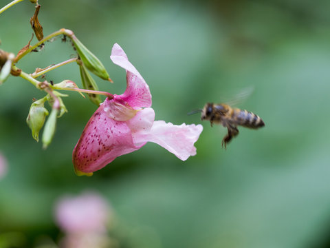 Pink blossom of Impatiens glandulifera flower and flying bee