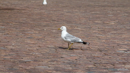 single Gull on the city sidewalk