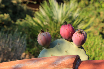Mediterraner Gartenbau: Steingarten mit Kaktus mit roten Knospen an einer mit Terracotta Ziegeln...