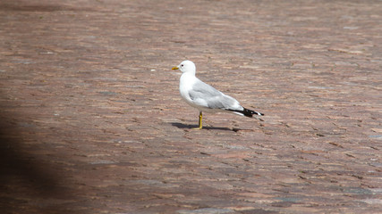 single Gull on the city sidewalk