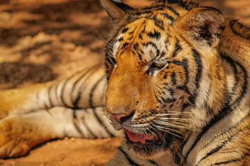 Fototapeta na wymiar head shot full face of tiger Panthera tigris.