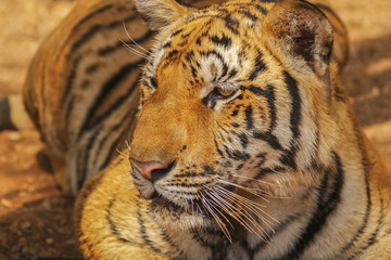 head shot full face of tiger Panthera tigris.