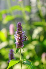 bee on calendula flower