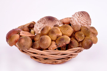 forest mushrooms in wicker plate on white background
