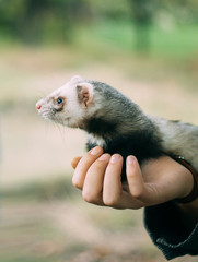 charming and cute animal, cute wild ferret sits on the hands of person, protecting little friends...