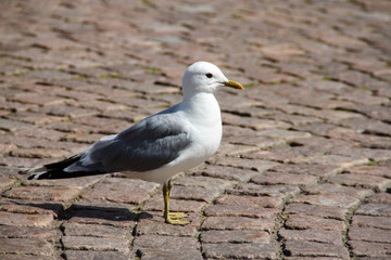 single Gull on the city sidewalk