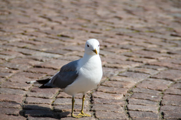single Gull on the city sidewalk