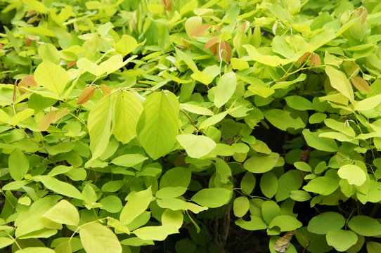 Mussaenda philippica green plant foliage