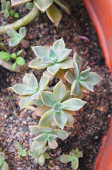 Graptopetalum paraguayense or sedum weinbergii or mother-of-pearl or ghost plant green succulent at...