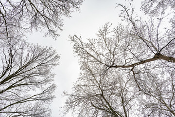 Looking up at the sky through  willows and poplars trees fcovered by snow during a cold and icy winter winter