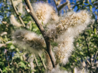 Acacia greggii close up.