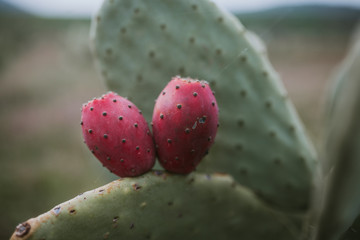 Opuntia ficus indica
