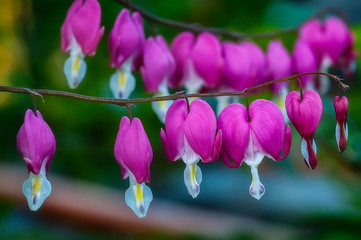 Dicentra spectabilis flower