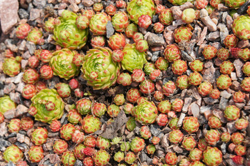 Green and red sempervivum succulent plantson ground 