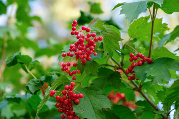 berry, viburnum, bitter, red, fruit