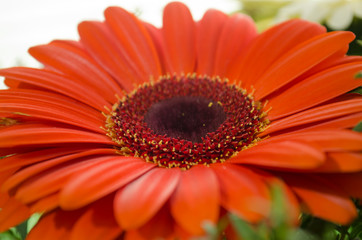 Gerbera flower close-up. Big orange daisy. Colorful wallpaper of flower bloom. Macro view photo. Selective focus.