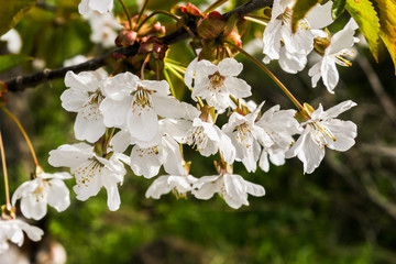 A branch of cherry blossoms. Spring flowers. Beautifully blossoming tree branch. Spring branches of cherry tree with white flowers and fresh green leaves.