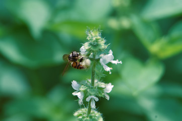 bee on flower