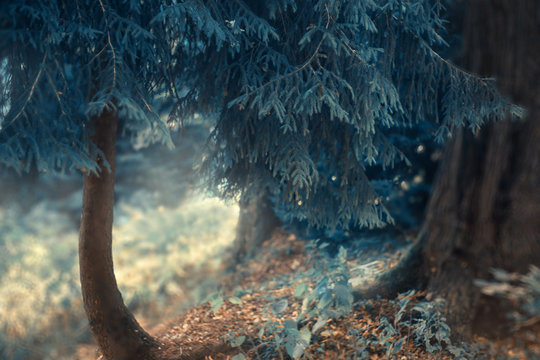 a mysterious fabulous photo in blue, a small conifer like a house for magical fairies and dwarfs during a cool winter, leaves as if covered with hoarfrost, secrets of the elven fantasy forest world