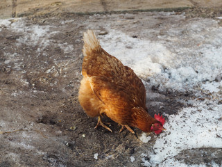 Chicken in the winter yard is looking for something