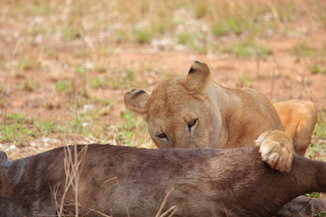 Fototapeta na wymiar A lioness eating a gnu