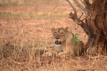 A lioness having rest under the tree
