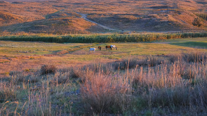 A group of wild horses graze at meadows in sunlight at Normandy, in Northern France.