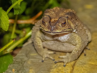 Close up a Common Toad Amphibians hunting small insect in the garden at night.