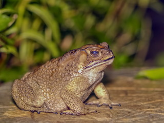 Close up a Common Toad Amphibians hunting small insect in the garden at night.