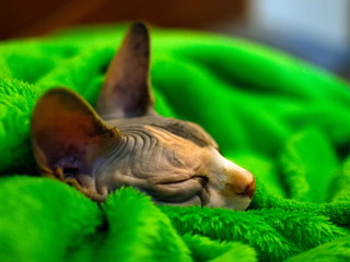 Sphynx cat wrapped in a blanket. Sphinx asleep in a green plaid. Sleeping Sphinx.