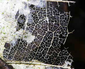 closeup of a  beautiful dried decomposed transparent leaf with lots of detailed venation and veins visible on dark background 