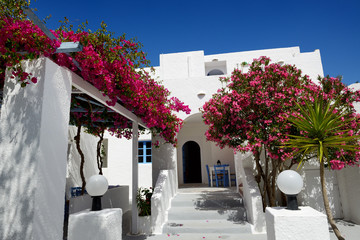 Building of hotel in traditional Greek style and Bougainvillea flowers, Santorini island, Greece