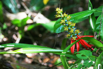 Beautiful natural rain forest shot of close up excotic flower in jungle. Exploring the jungle.