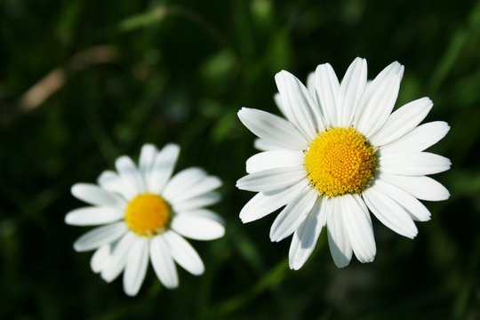 two blossoms of corn chamomile, (mayweed, scentless chamomile, field chamomile, Anthemis arvensis) on dark bokeh background