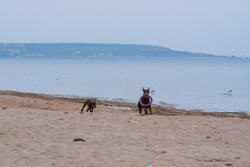doberman pinscher sea puppy 