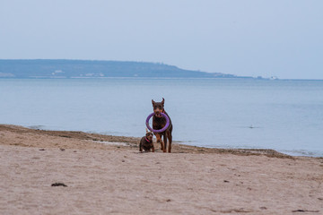 doberman pinscher sea puppy 