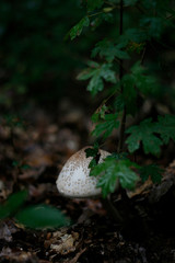 Mushroom hidden in leafs