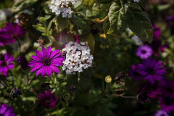 Obraz premium Pink gerbera daisy 