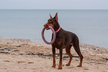 doberman pinscher sea puppy 
