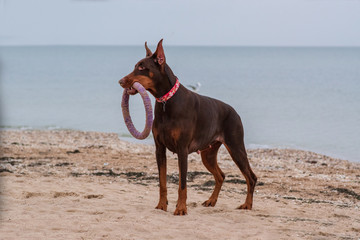 doberman pinscher sea puppy 