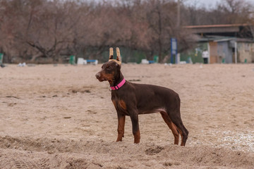 doberman pinscher sea puppy 
