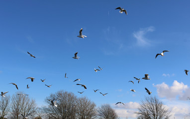 Birds in flight against a bright blue sky.