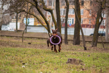 doberman pinscher sea puppy 
