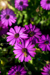 Obraz premium purple flowers in the garden