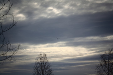 Obraz premium Bird flying in the middle of a dramatic sky and clouds