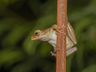 a brown Common tree frog Amphibians (Polypedates leucomystax) resting on the fence.