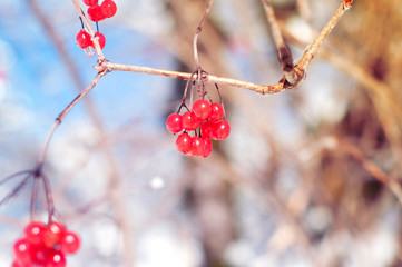 Viburnum branch with red berries hoarfrost covered with sow. Close up of red berries.